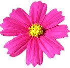 daisyclipart.jpg