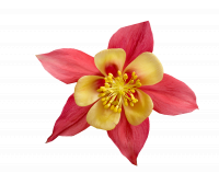 flower.png