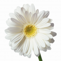 whitedaisy2_2184.png
